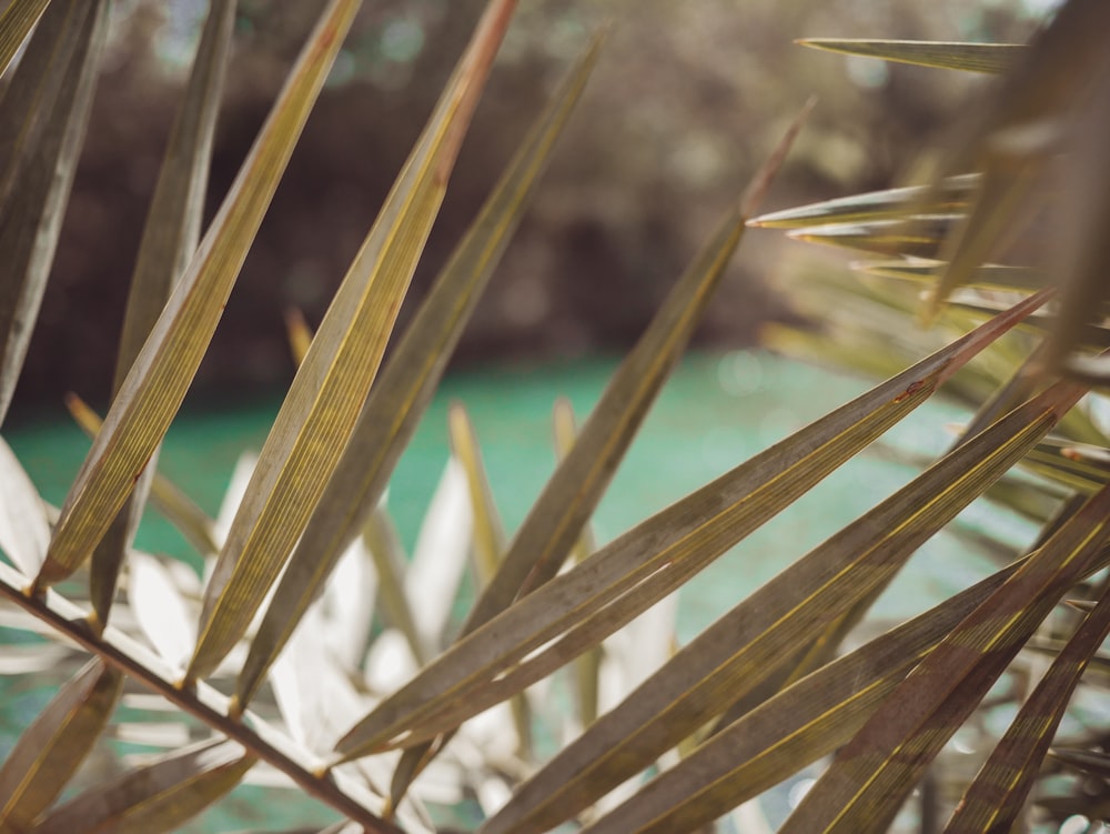 photo of brown pointed leaf in focus photography