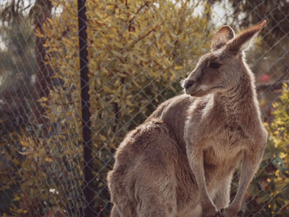 kangaroo in cage