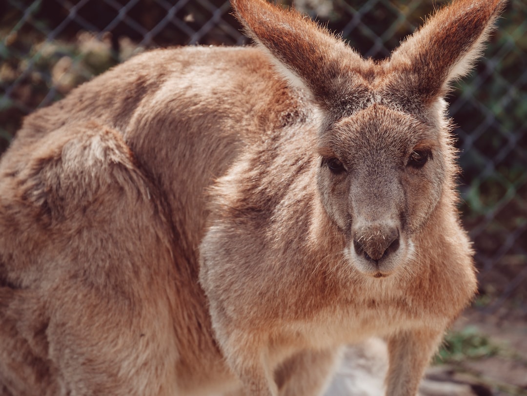 brown kangaroo