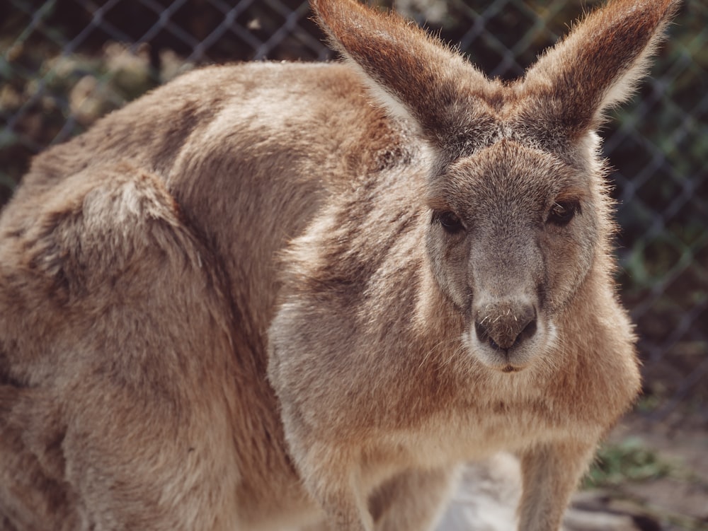 brown kangaroo