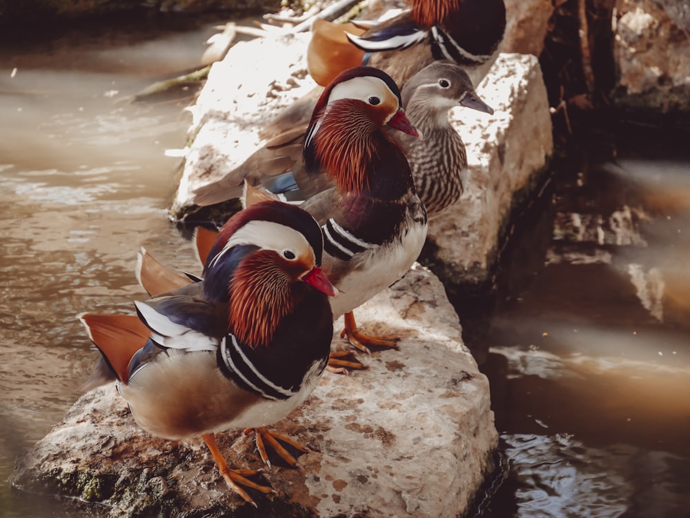 three brown birds on white stone