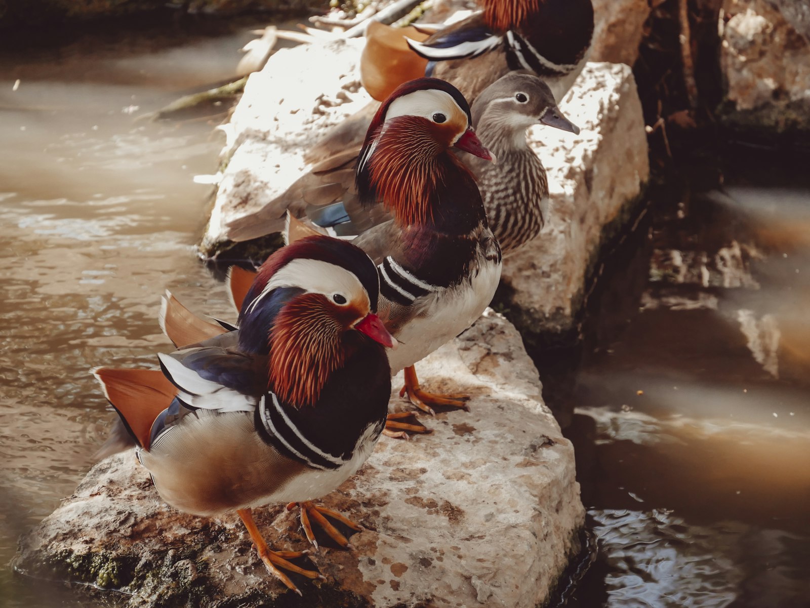 LUMIX G VARIO 35-100/F4.0-5.6 sample photo. Three brown birds on photography