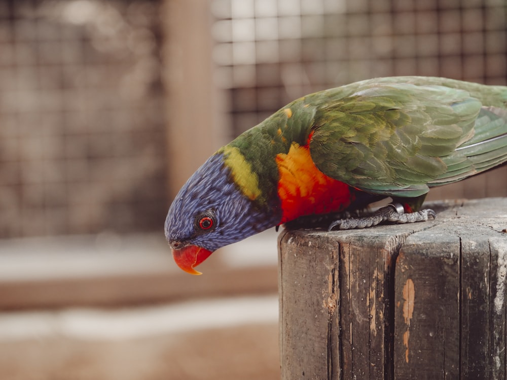 blue, green, and orange bird perching on tree stump