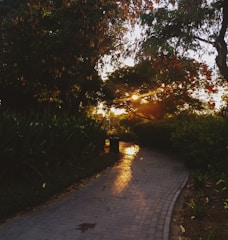 A serene landscape with a winding path through lush greenery and soft sunlight filtering through the trees.