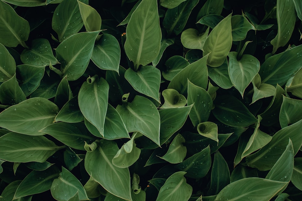 緑の葉の植物