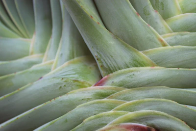 Close-up of delicate green leaves intertwined with elegant gold accents on a textured surface.