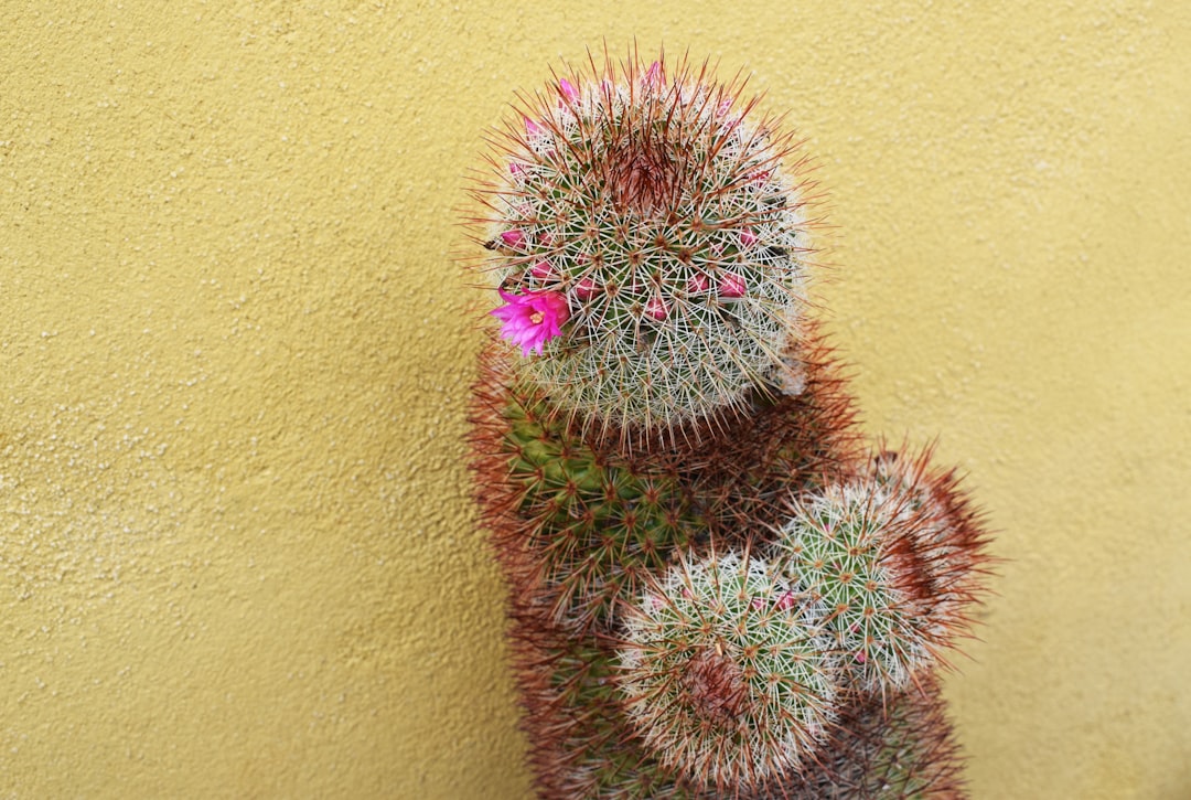 green cactus plant on brown pot