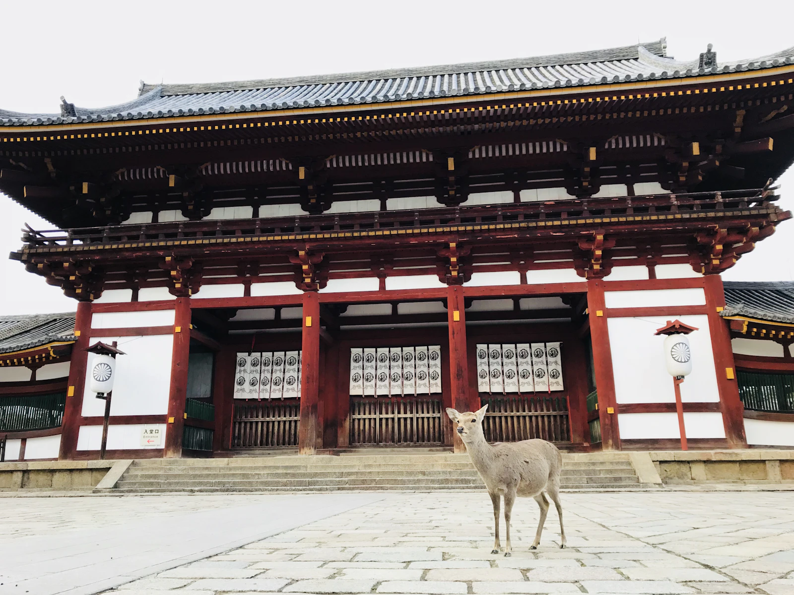 Travel photograph: A deer stands before the great wooden gate of Todai-ji in Nara.
