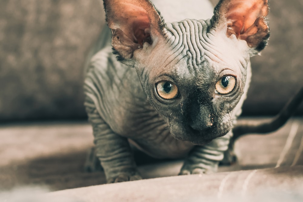 sphinx kitten