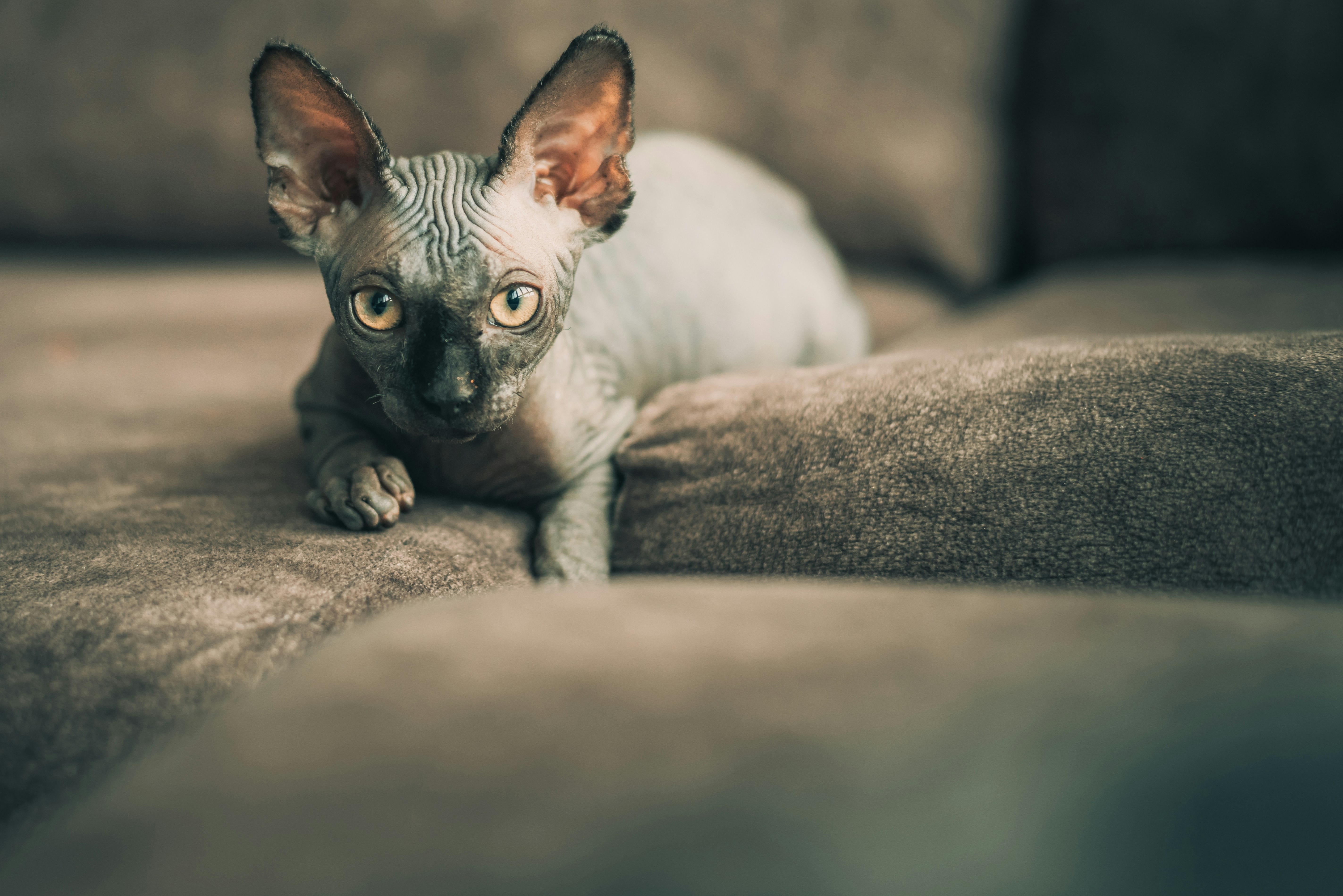 Affection in Multi-Pet Households (image credits: unsplash)