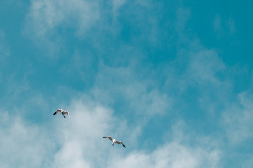 two albatross bird flying on mid air taken at daytime