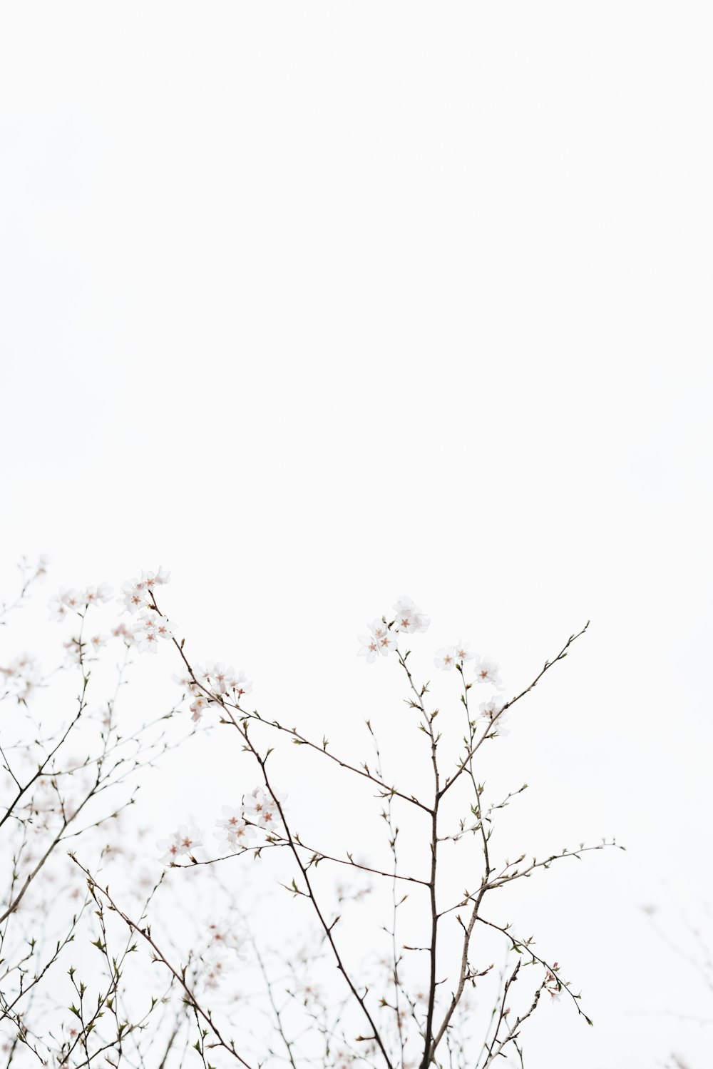 flores blancas de cerezo bajo el cielo blanco en dayime