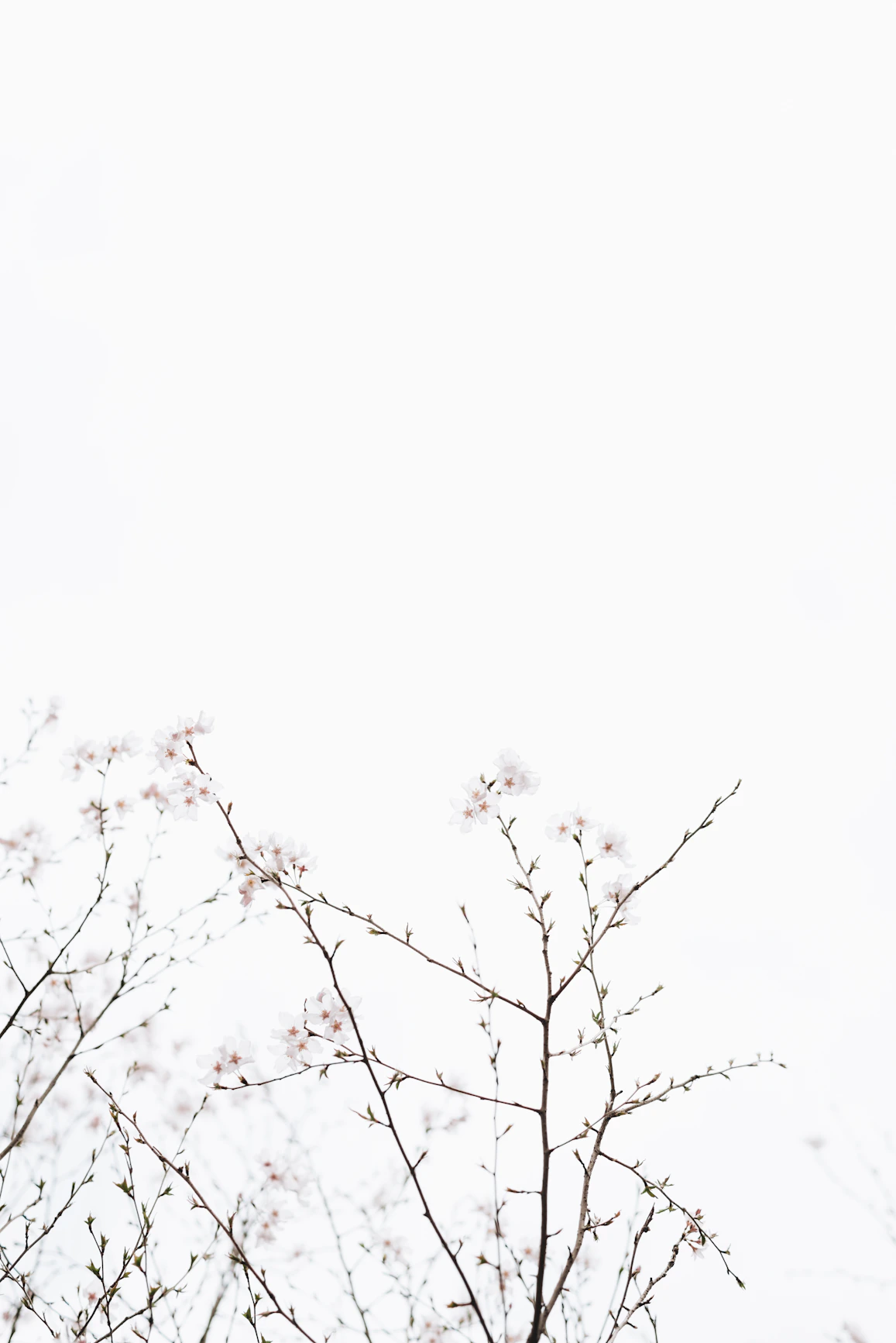 white cherry blossoms under white sky at dayime