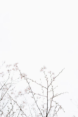 white cherry blossoms under white sky at dayime