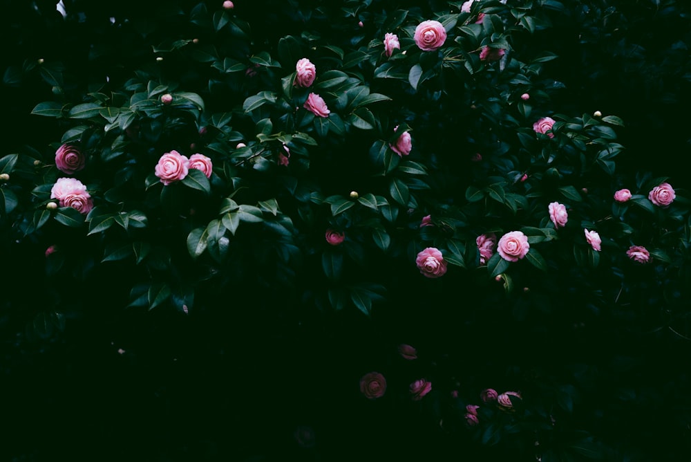 pink flowers with green leaves