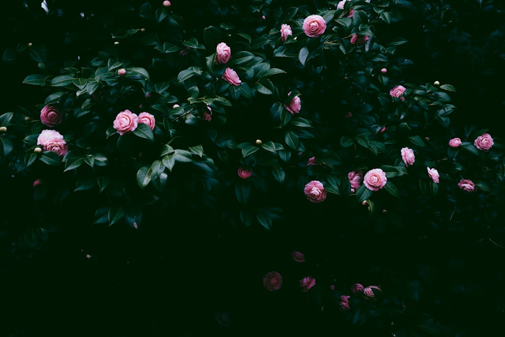 flores cor-de-rosa com folhas verdes