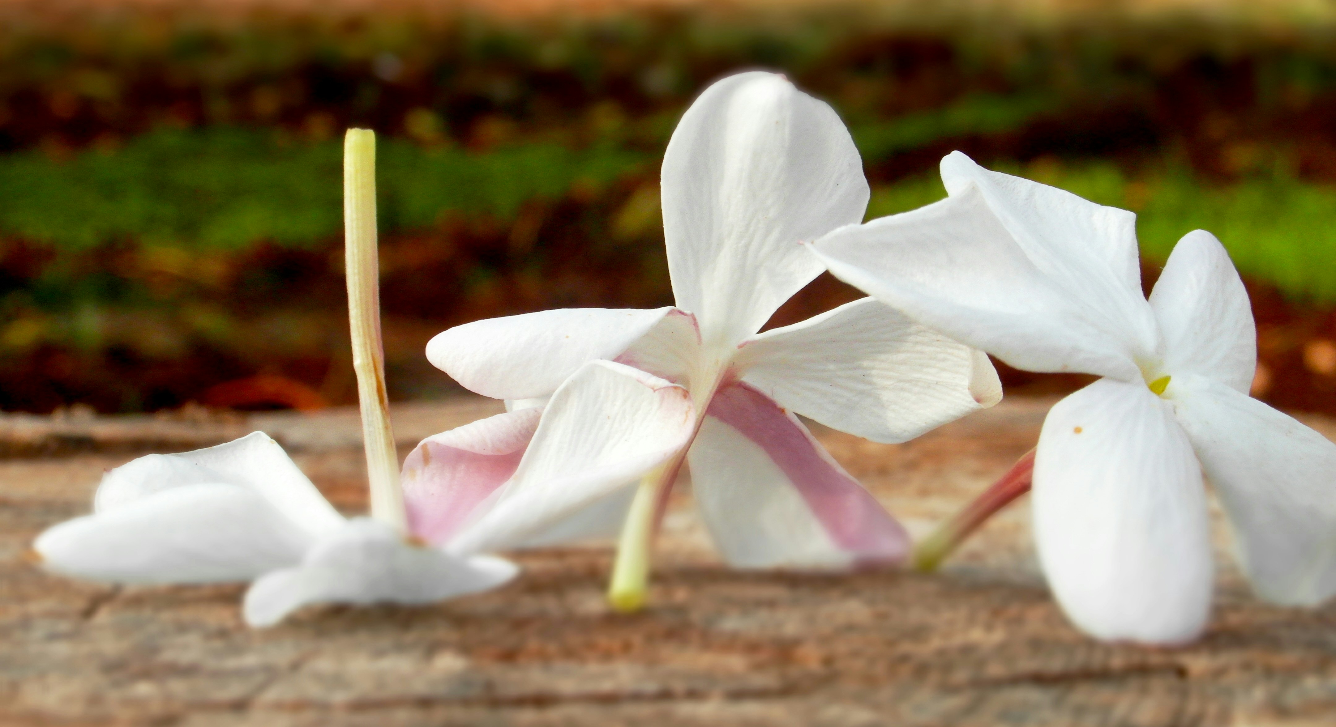 Elegant Floral Hair Clip