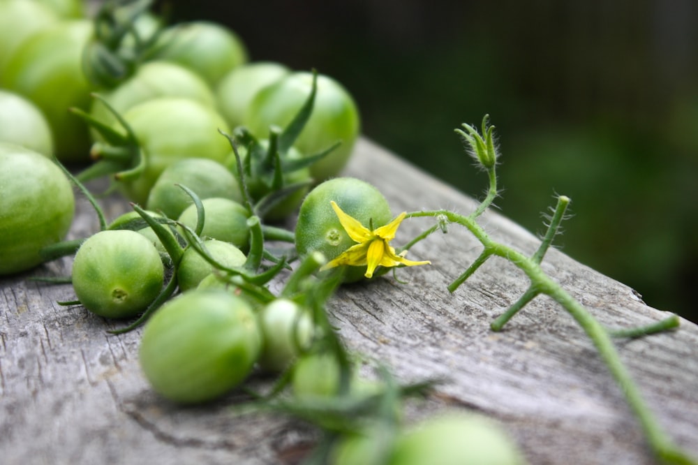 shallow focus lens photo of plant