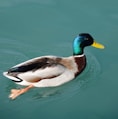 mallard duck swimming on body of water