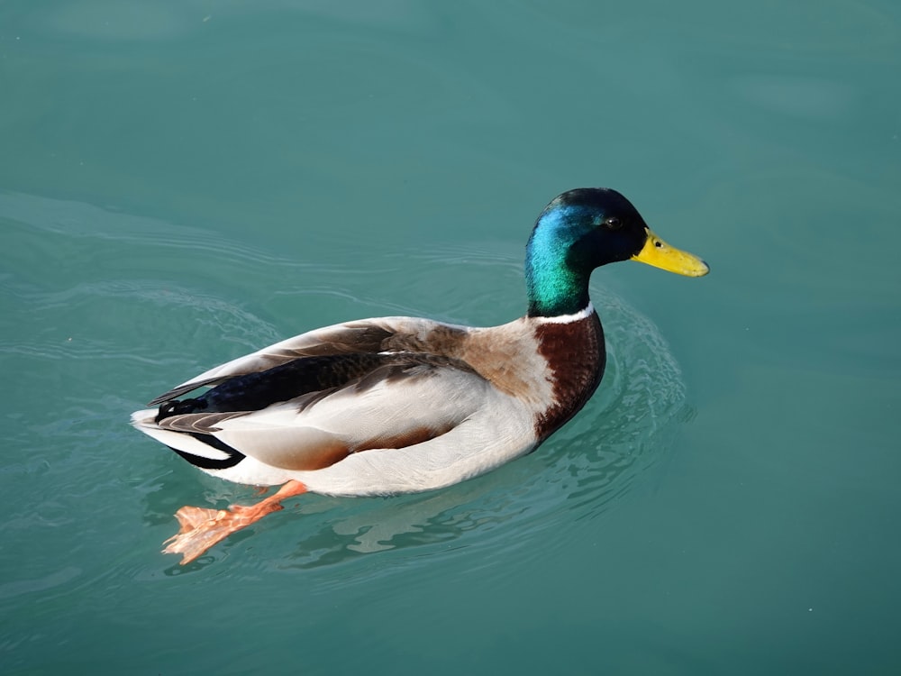 mallard duck swimming on body of water