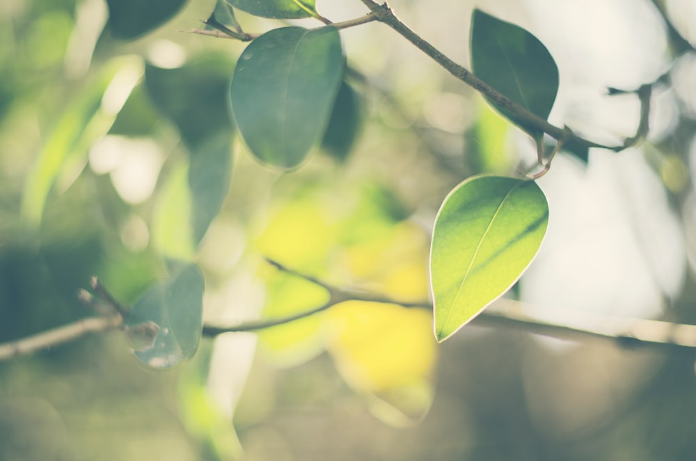 selective focus photography of green leafed plant