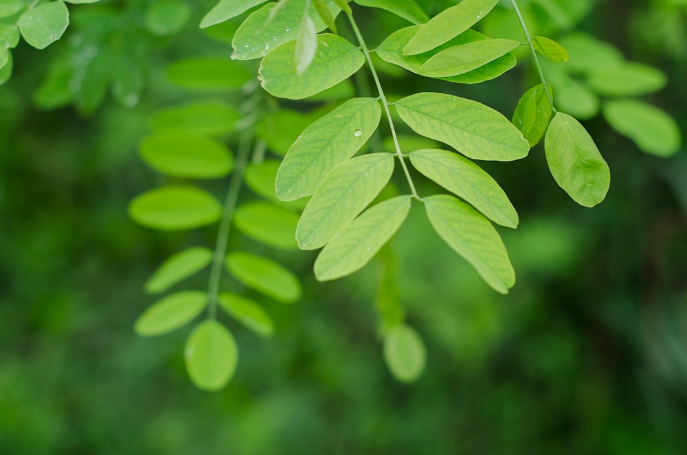 shallow focus photo of tree