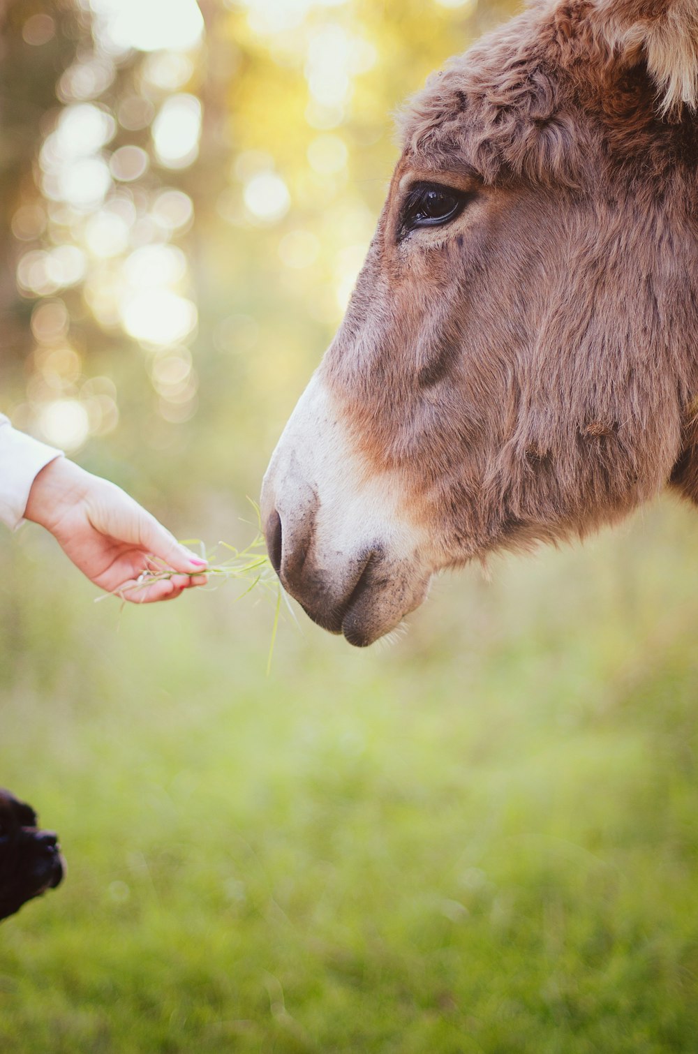 person holding green grass feeding brown animal