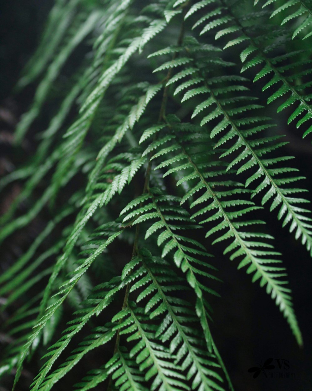 green fern plant