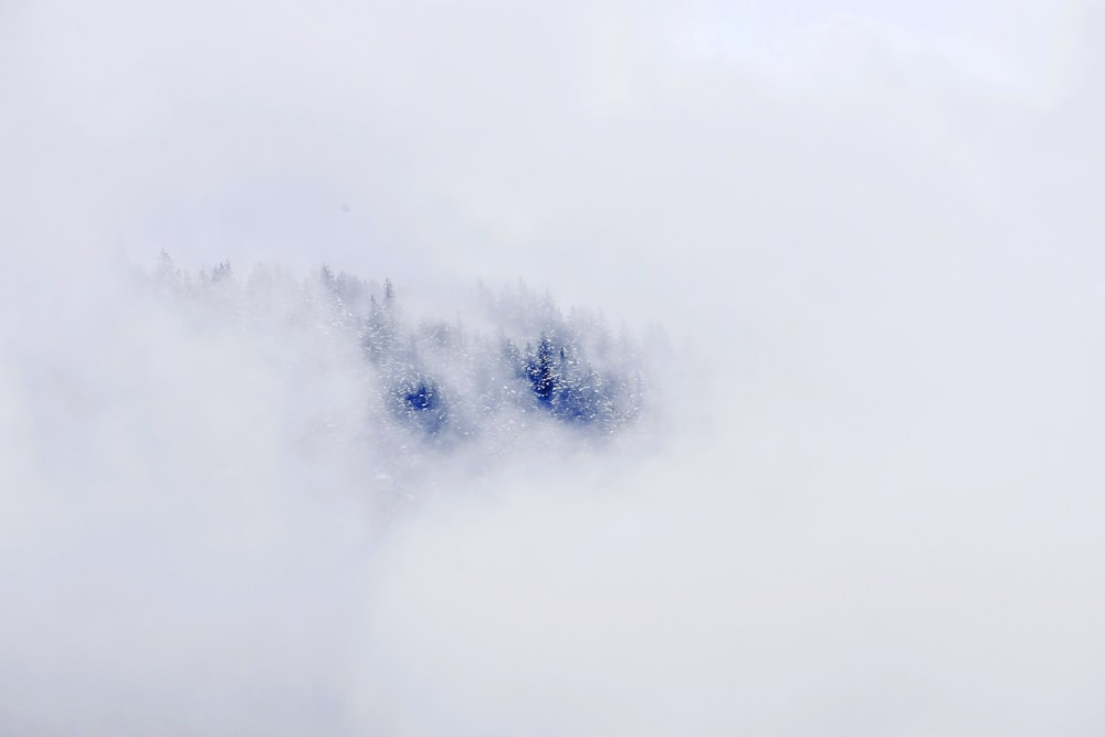 a group of trees that are in the clouds