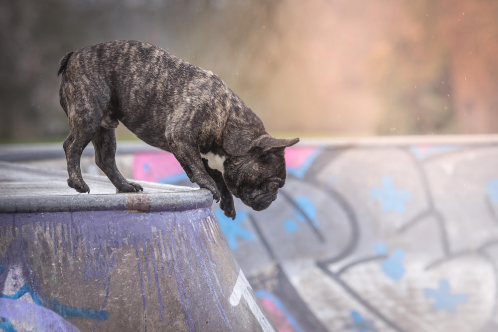 short-coated brown dog