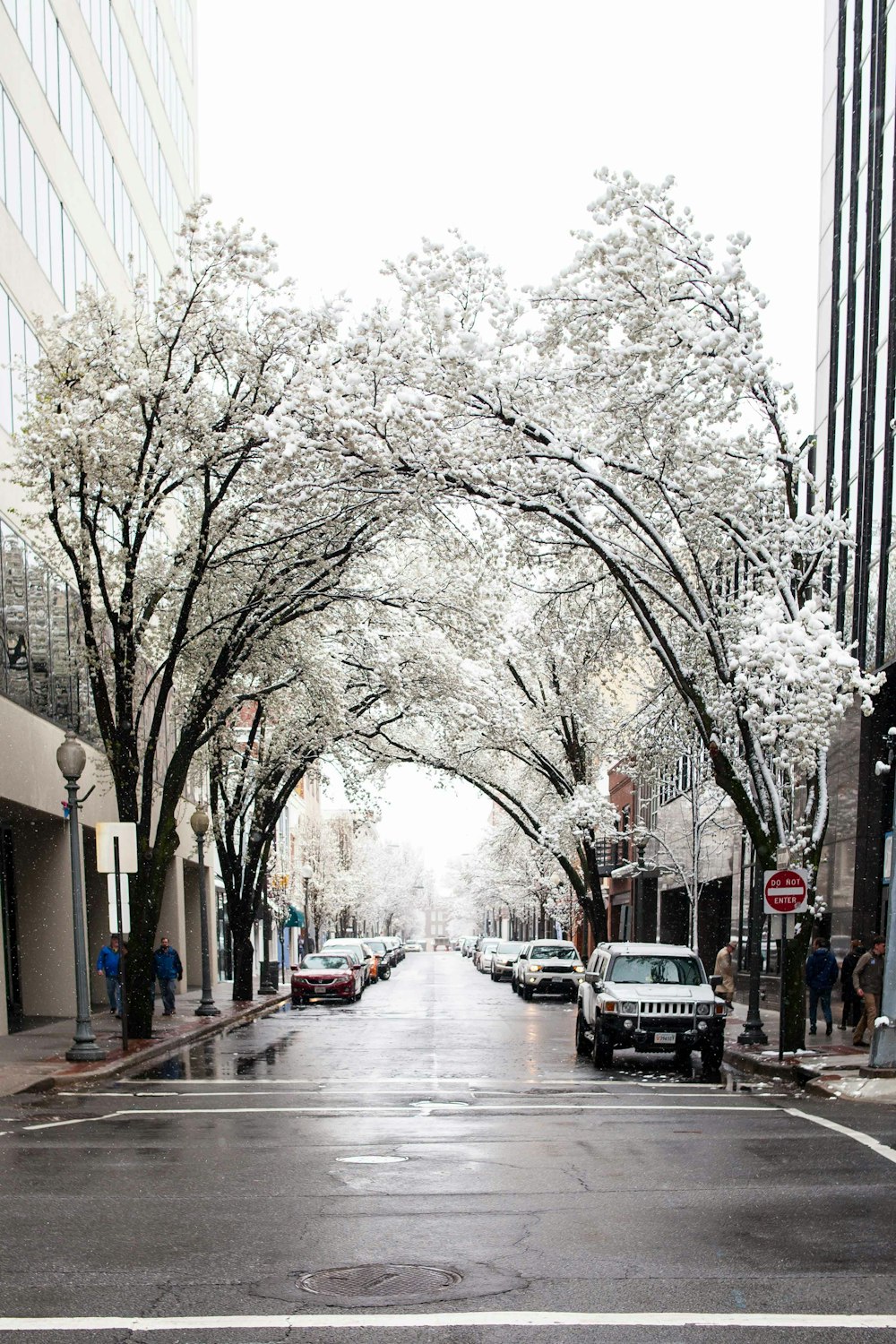 昼間は雪に覆われた木々の近くを走る白い車