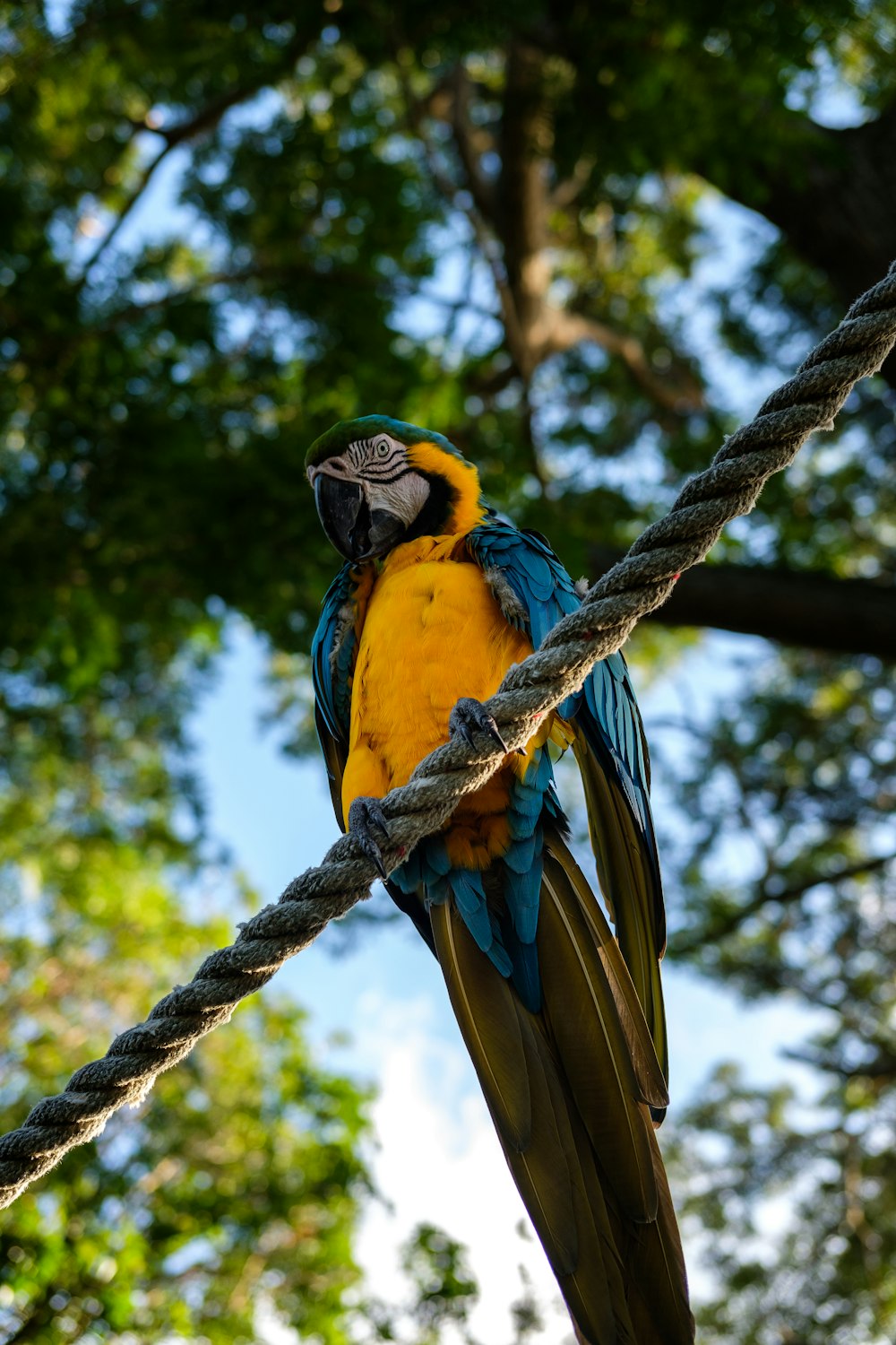 yellow and blue parrot perching on brown rope