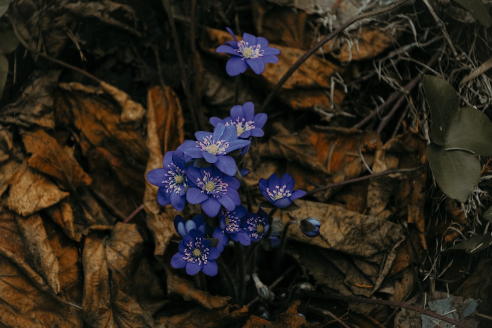 地面に咲く紫色の花