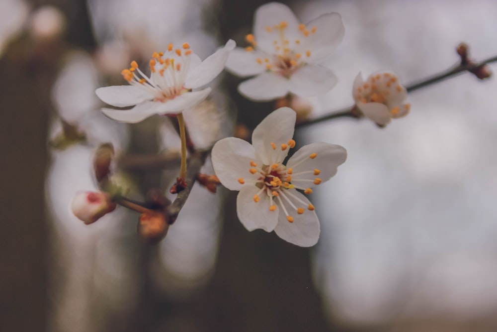 close-up photo of white flower