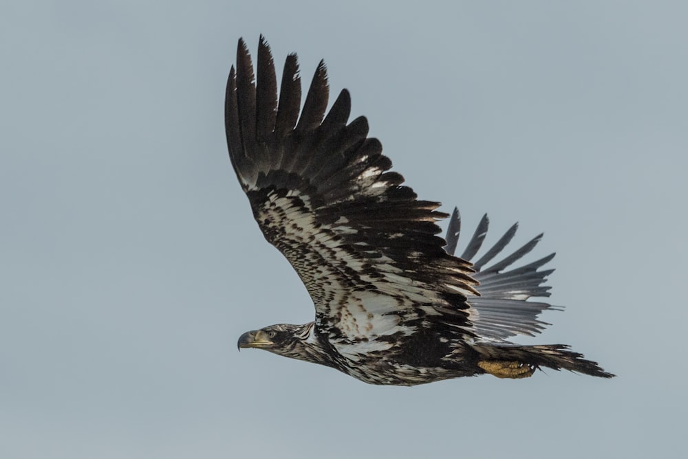 Photographie en contre-plongée d’un aigle noir et blanc en vol