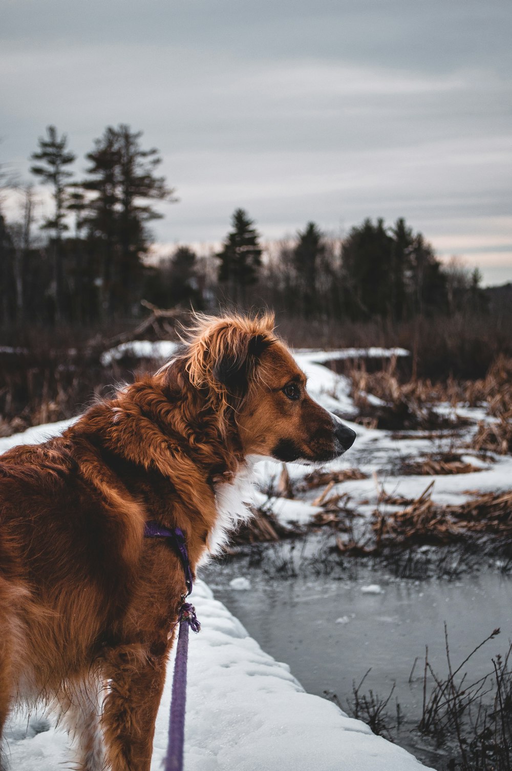 long-coated brown dog standing near body of water during winter season