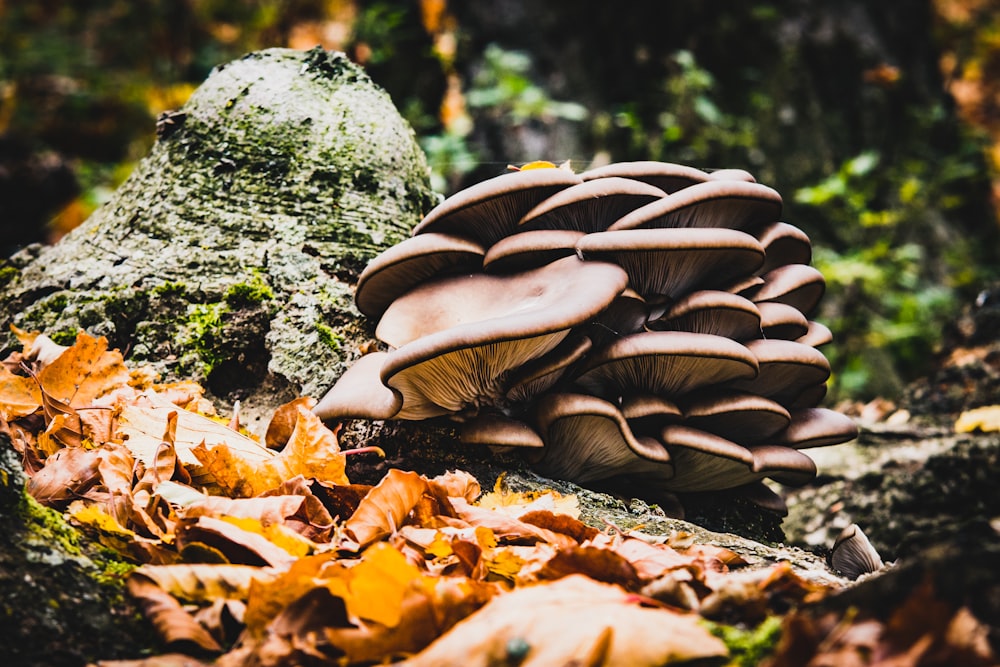 dried leaves near brown mushrooms closeup photography
