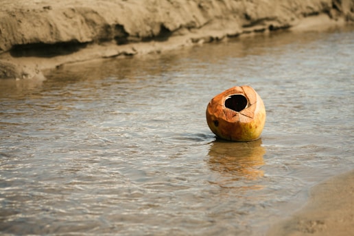 coconut floating on river during daytime