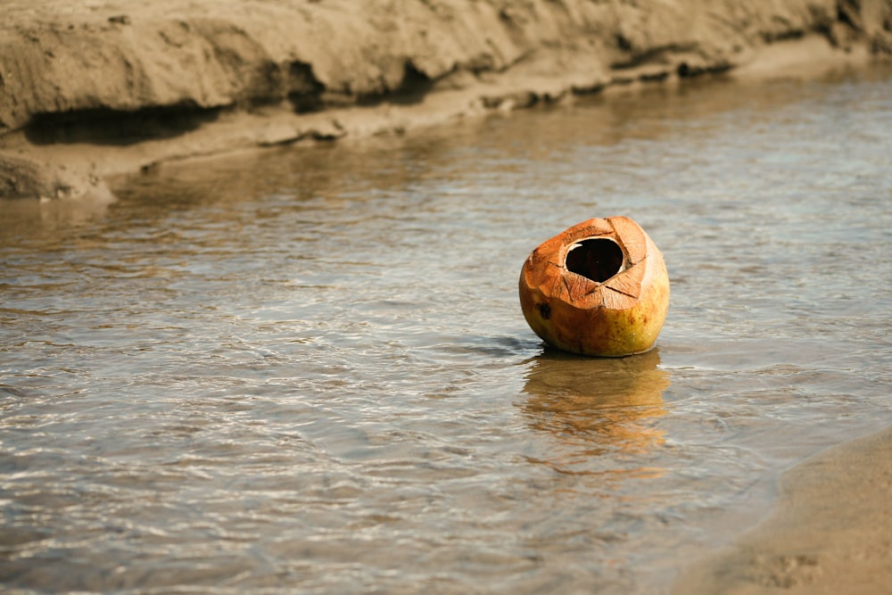 Kokosnuss schwimmt tagsüber auf dem Fluss