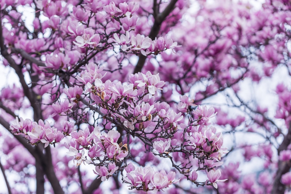 shallow focus photography of purple leafed tree