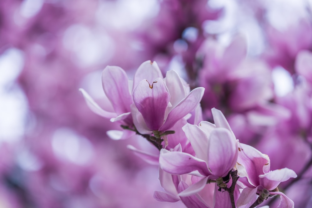 macro shot of purple orchids