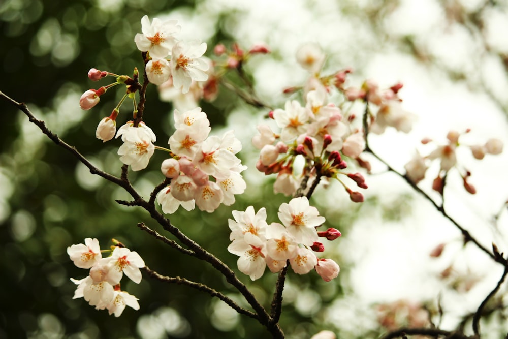 white flowers