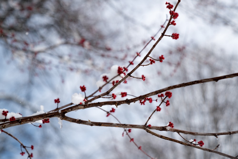 Photographie à mise au point peu profonde d’une branche d’arbre