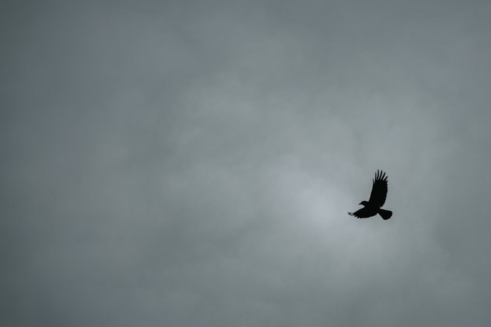 uccello nero che vola nel cielo