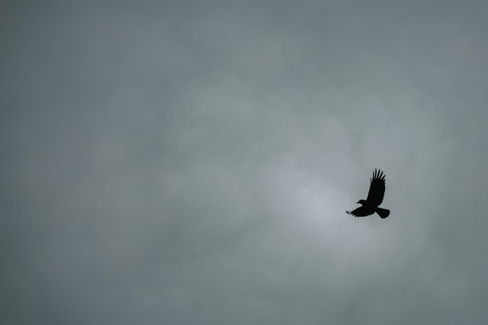 black bird flying in the sky