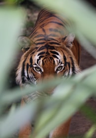 tiger walking towards on green leaf plant during daytime