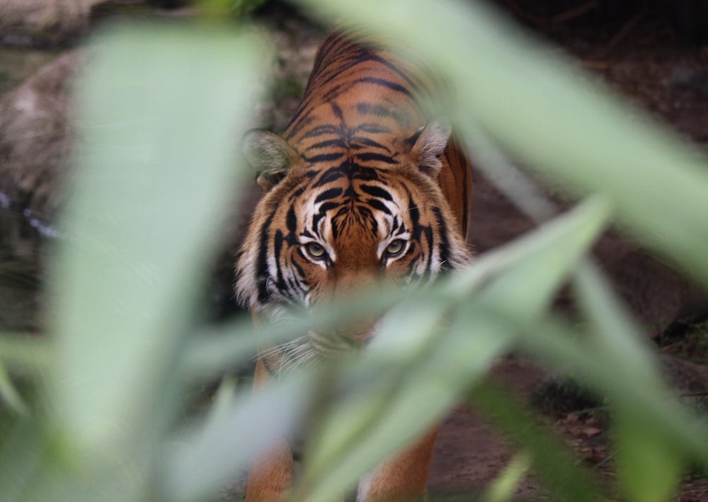 tiger walking towards on green leaf plant during daytime
