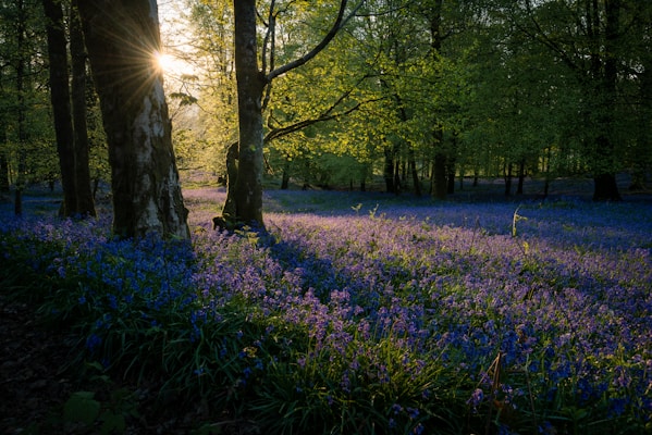 purple petaled flowers near trees