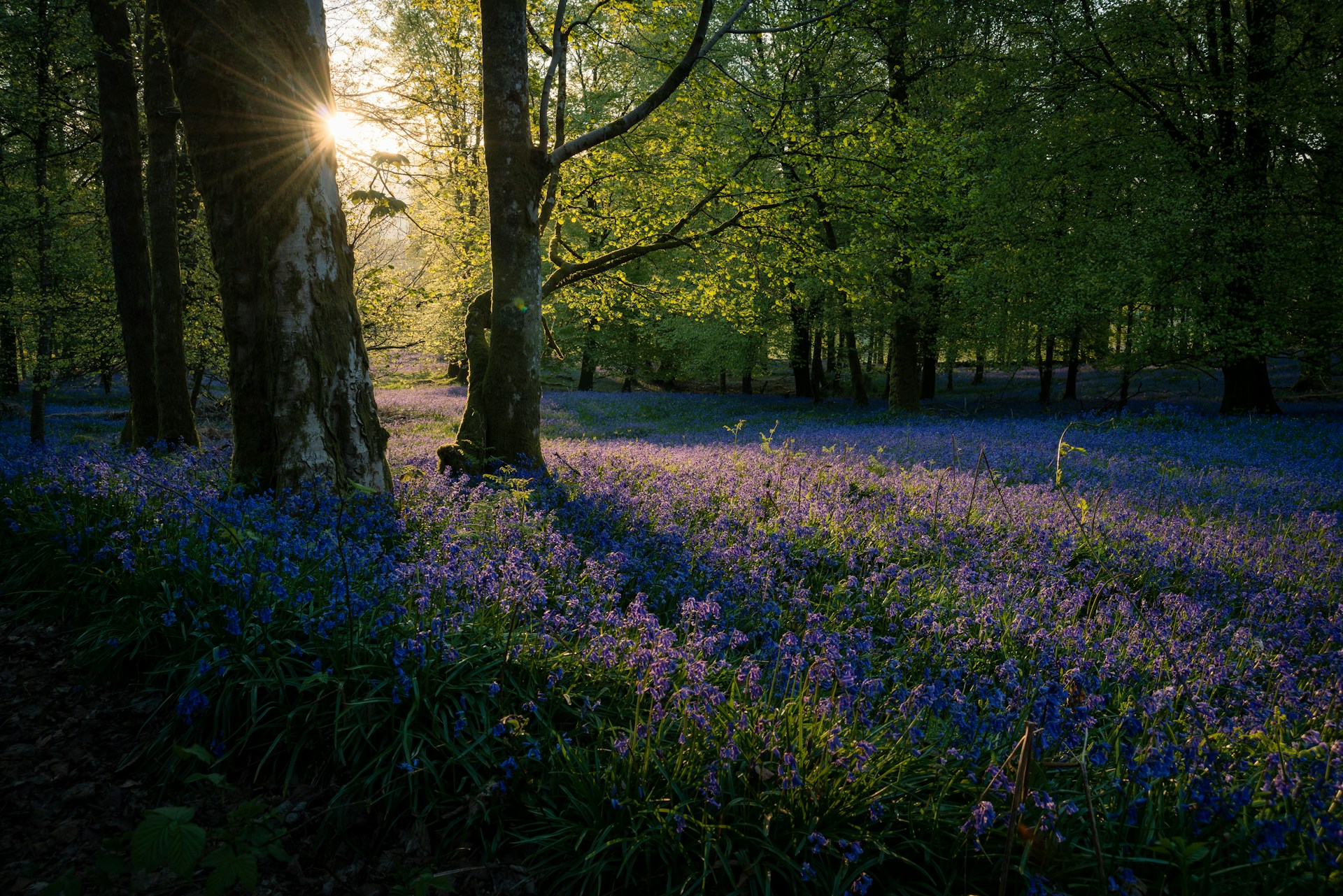 purple petaled flowers near trees