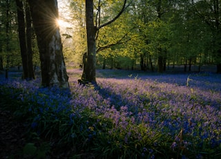 purple petaled flowers near trees